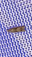 Ofatulena duodecemstriata