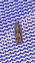 Ofatulena duodecemstriata