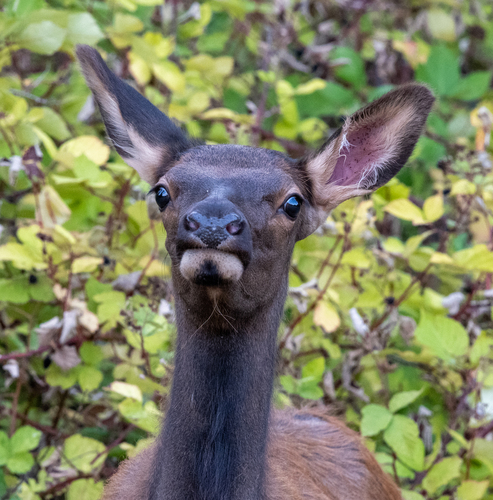 Elk photographed in Washington