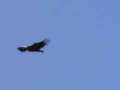 Gyps fulvus