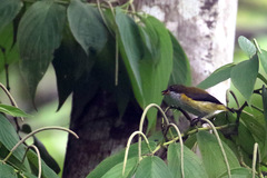 Dicaeum aureolimbatum