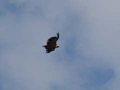 Gyps fulvus