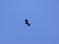 Gyps fulvus