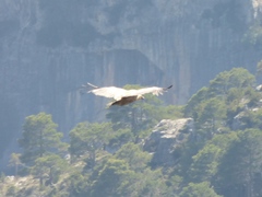 Gyps fulvus