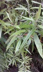 Corokia buddleioides