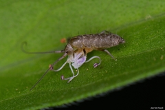 Pogonognathellus longicornis