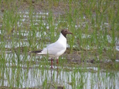 Chroicocephalus ridibundus
