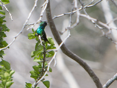 Chlorostilbon gibsoni