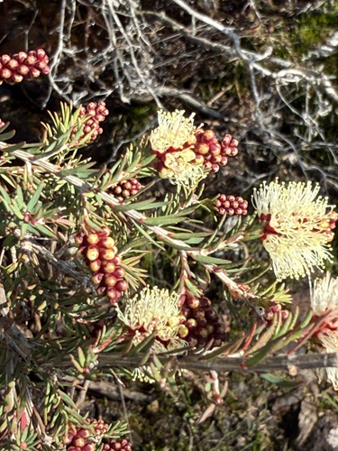 Melaleuca incana, photograph 2
