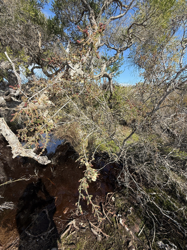 Melaleuca incana, photograph 3