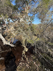 Melaleuca incana, photograph (c) Khands, some rights reserved (CC BY)