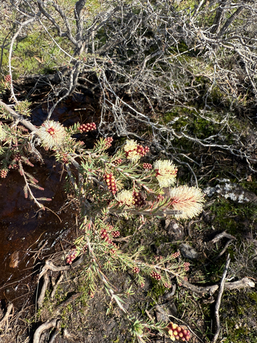 Gray Honey-myrtle (Melaleuca incana)