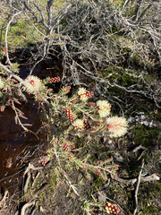 Melaleuca incana