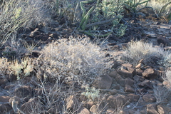 Ambrosia bryantii
