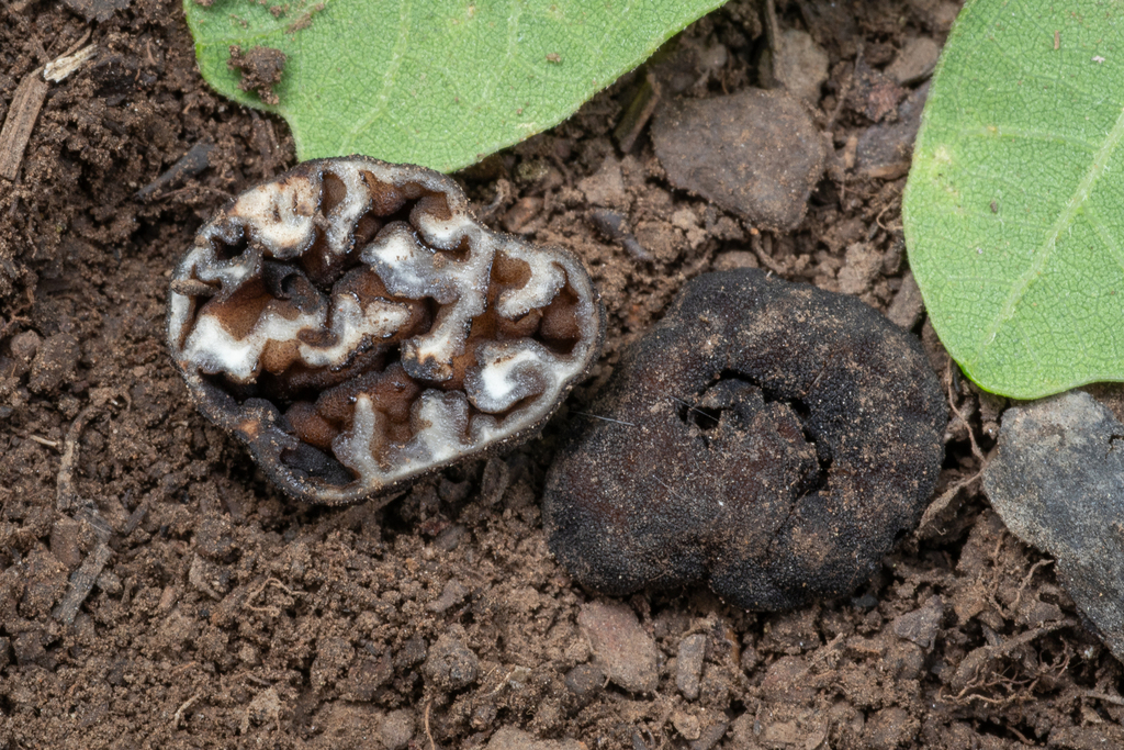 Genea sp. 'NM03'