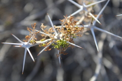 Ambrosia bryantii