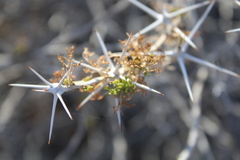 Ambrosia bryantii