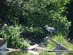 Ardea cinerea