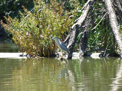 Nycticorax nycticorax