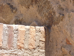 Podarcis guadarramae guadarramae