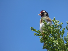 Carduelis carduelis