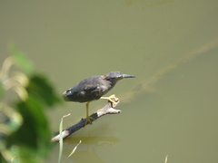 Nycticorax nycticorax