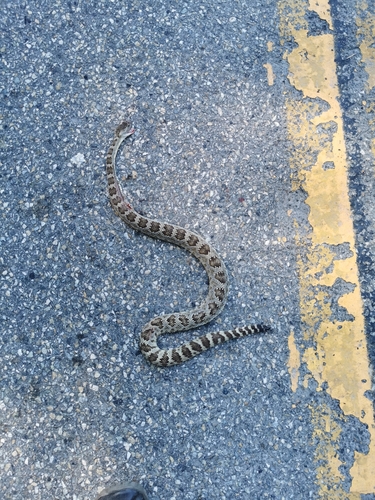 iNaturalist observation photo of Northern Pacific Rattlesnake