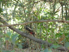 Dendrocopos major