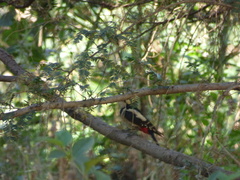 Dendrocopos major