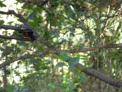 Dendrocopos major