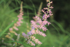 Astilbe microphylla