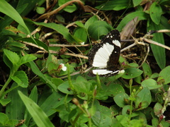 Janatella leucodesma