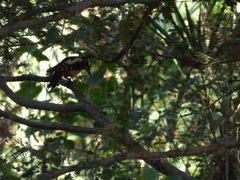 Dendrocopos major