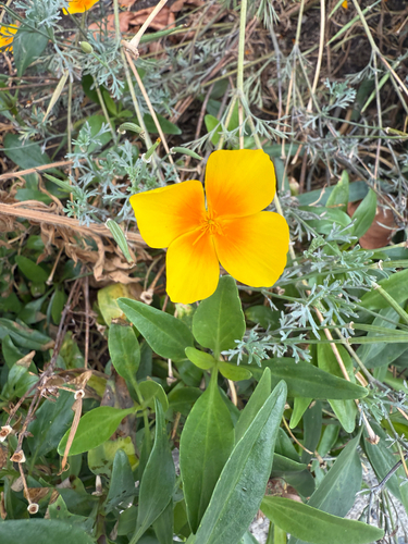 California poppy