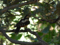 Dendrocopos major