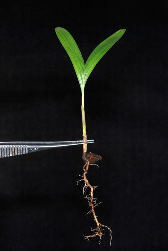 Ptychosperma propinquum