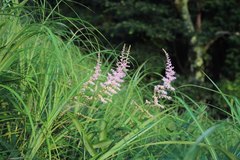 Astilbe microphylla