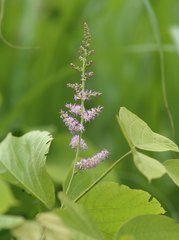 Astilbe microphylla