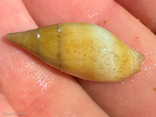 Mitra acuminata observed 2025-07-24