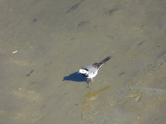 Motacilla alba