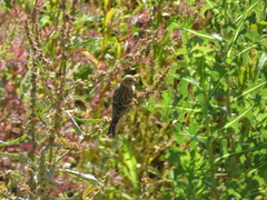 Serinus serinus
