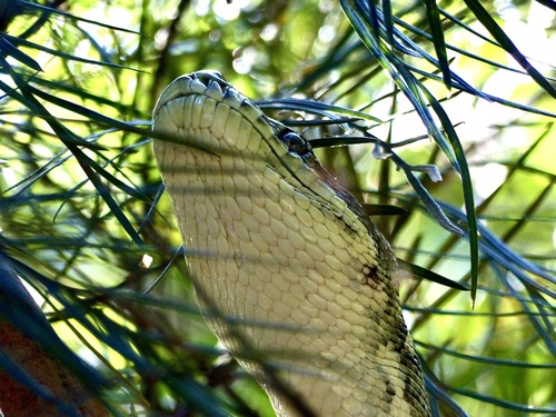 Coastal Carpet Python sighting