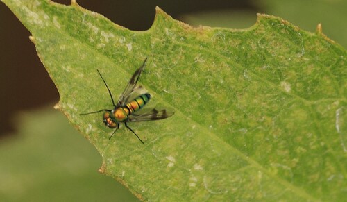 Unknown species found near Kennewick, WA, USA