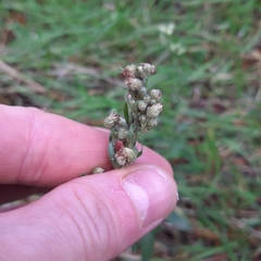 Erigeron sumatrensis