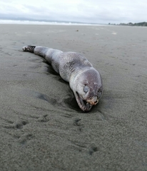 Gymnothorax equatorialis