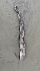 Gymnothorax equatorialis