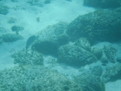 Caranx caballus
