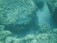 Caranx caballus