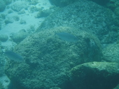 Caranx caballus