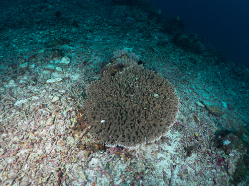 Acropora solitaryensis observed 2025-07-23
